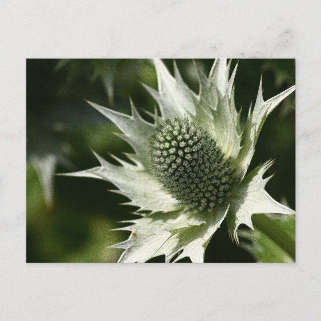 Sea Holly Postkarte (Vorderseite)
