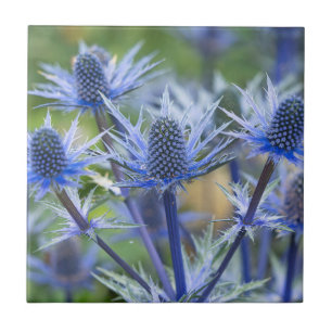 Sea Holly'Big Blue Keramik Tile Fliese