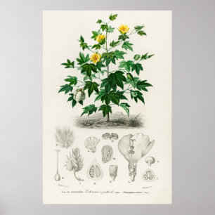Sea Island Baumwolle (Gossypium vitifolium) Poster
