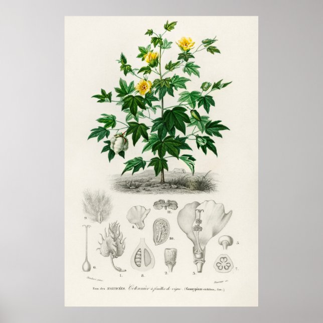 Sea Island Baumwolle (Gossypium vitifolium) Poster (Vorne)
