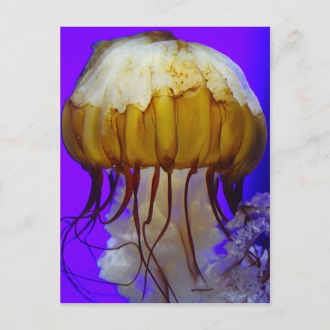 Sea Jellies Postkarte (Vorderseite)