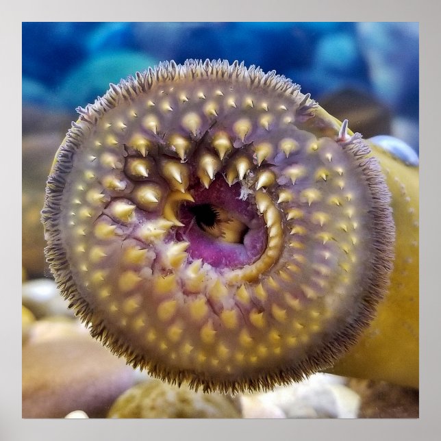 Sea Lamprey Mouth Poster (Vorne)