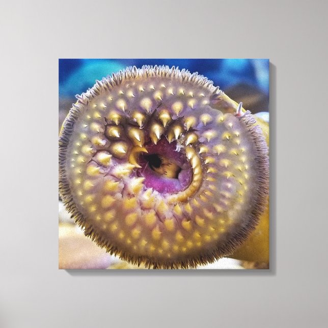 Sea Lamprey Mouth Poster Leinwanddruck (Vorderseite)