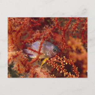 Sea Life - Fish Postkarte