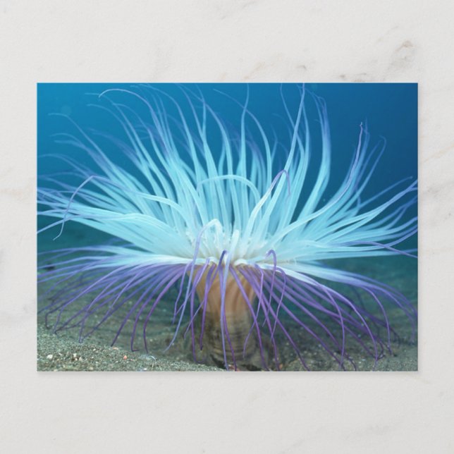 Sea Life Sea Anemone Postkarte (Vorderseite)