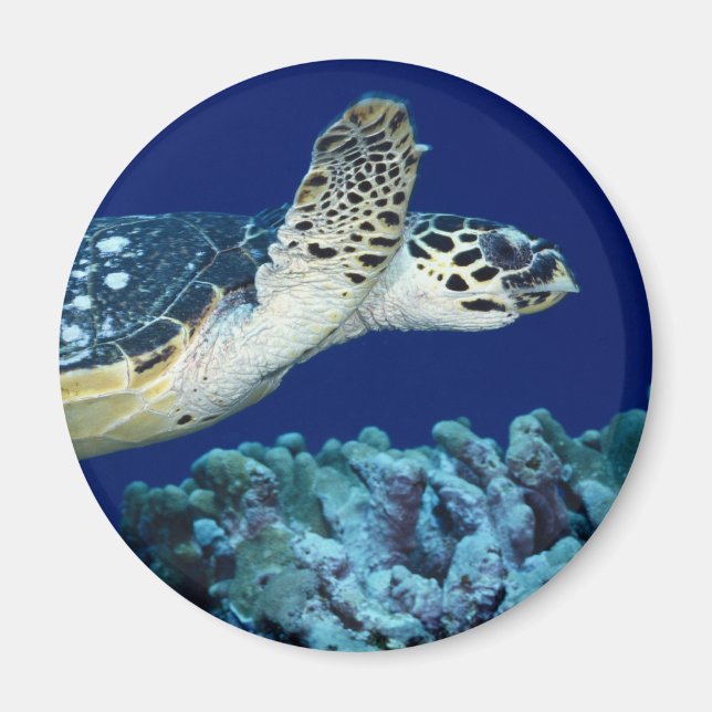 Sea Life - Sea Turtle Magnet (Vorne)