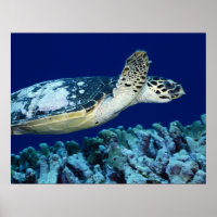 Sea Life - Sea Turtle