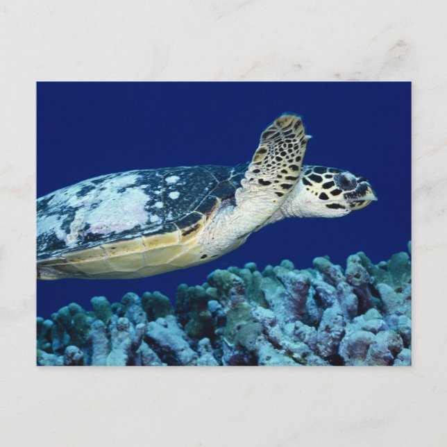 Sea Life - Sea Turtle Postkarte (Vorderseite)