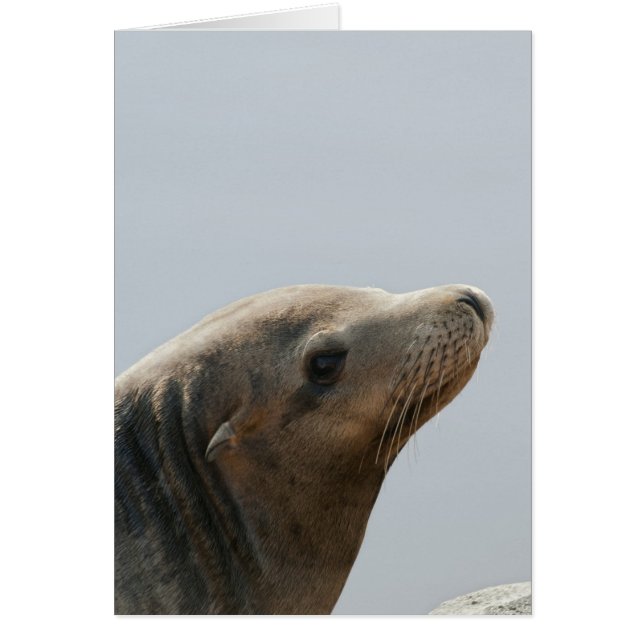 Sea Lion (Vorne)