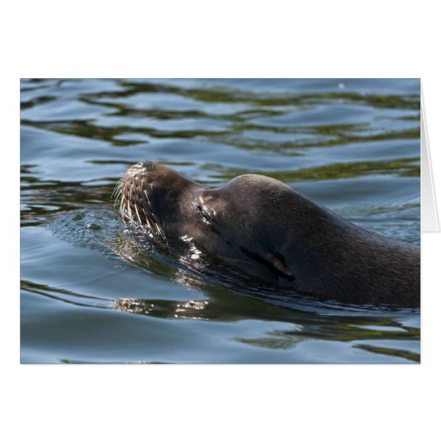 Sea Lion (Vorderseite (Horizontal))