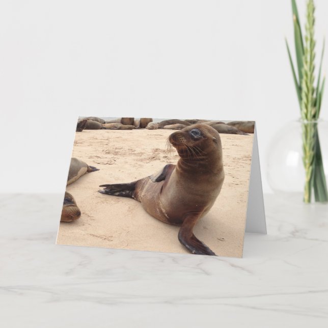 Sea Lion Blank Grußkarte Karte (Vorderseite)