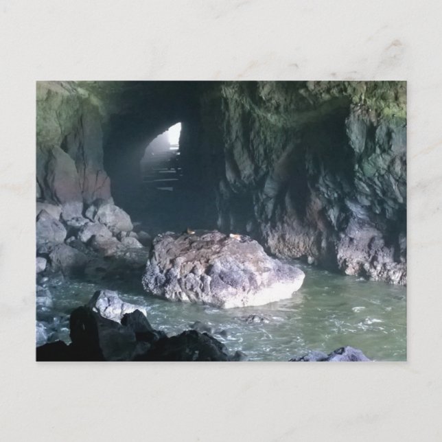 Sea Lion Cave, OR Postkarte (Vorderseite)
