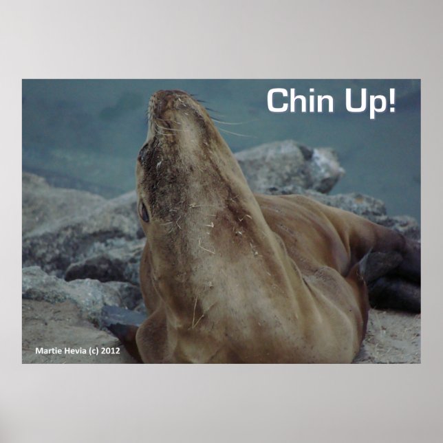 Sea Lion - Chin Up - Poster (Vorne)