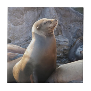 Sea Lion Fliese