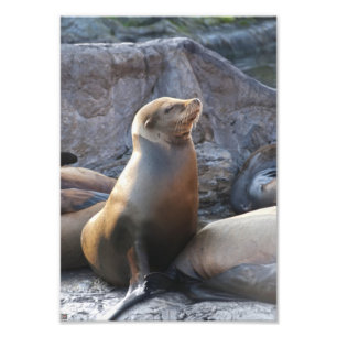 Sea Lion Fotodruck