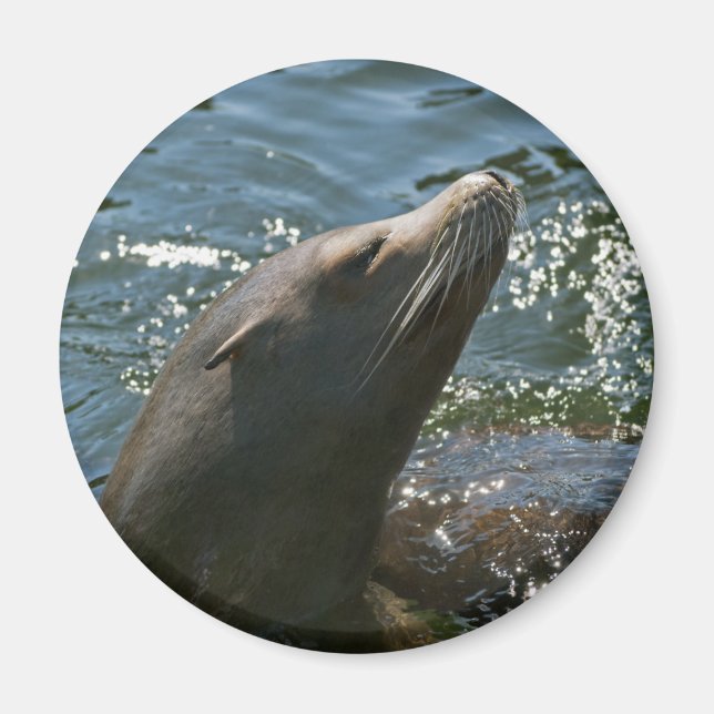 Sea Lion Magnete (Vorne)