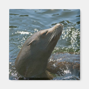 Sea Lion Magnete
