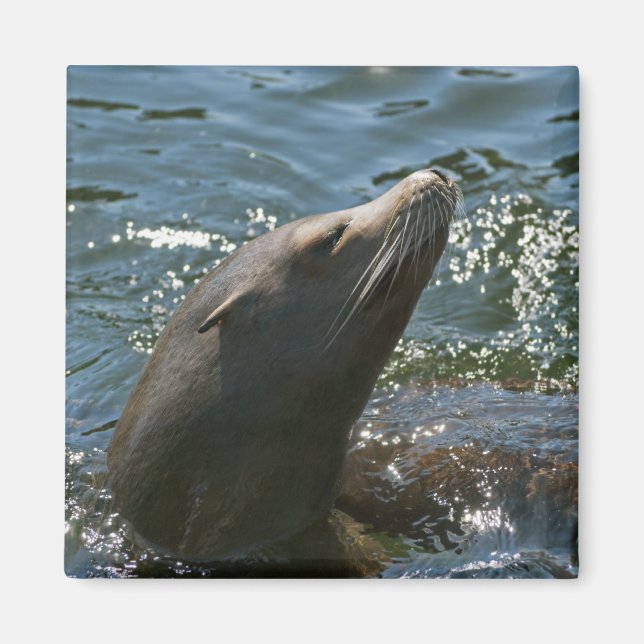 Sea Lion Magnete (Vorne)