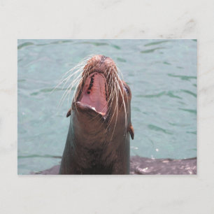 Sea Lion Mouth Open Postcard Postkarte
