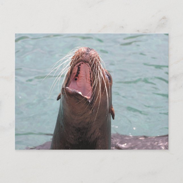 Sea Lion Mouth Open Postcard Postkarte (Vorderseite)