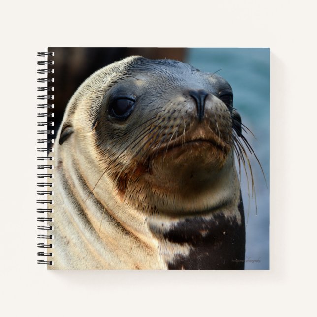Sea Lion Portrait Notizbuch (Vorderseite)