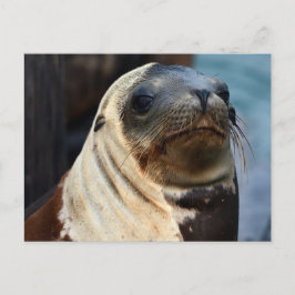 Sea Lion Portrait Postkarte