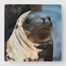 Sea Lion Portrait