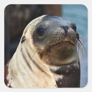 Sea Lion Portrait Quadratischer Aufkleber