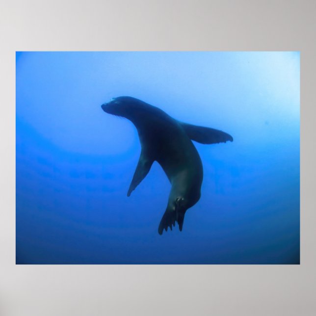Sea Lion Pose Poster (Vorne)