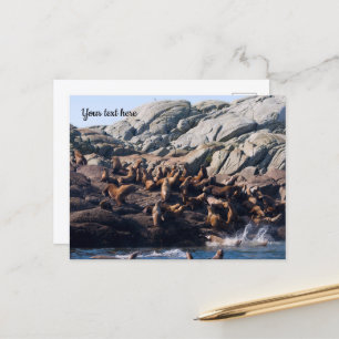Sea Lion Postcard Postkarte