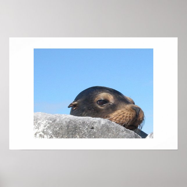 Sea Lion Poster (Vorne)