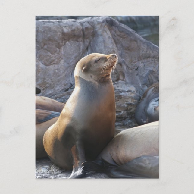 Sea Lion Postkarte (Vorderseite)