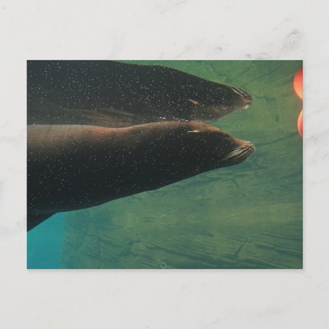 Sea Lion Postkarte (Vorderseite)
