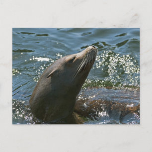 Sea Lion Postkarten