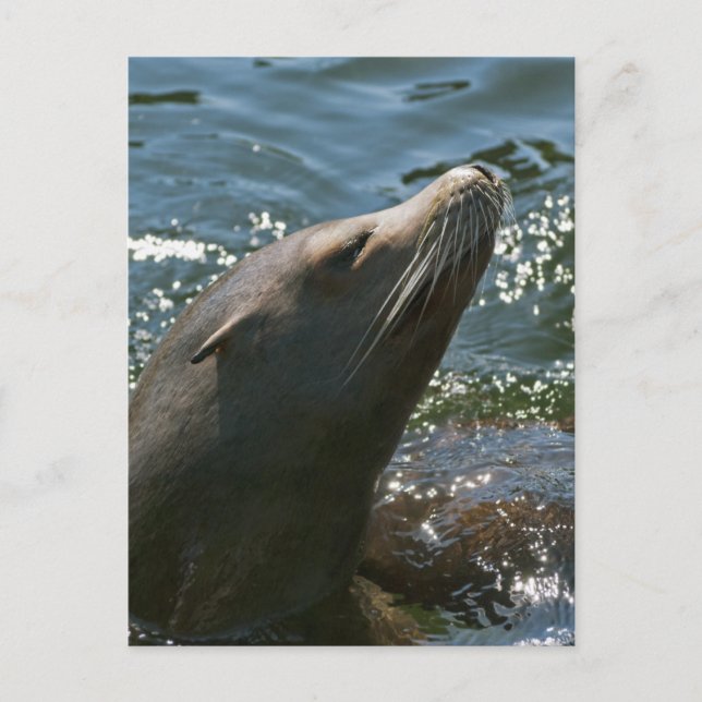 Sea Lion Postkarten (Vorderseite)
