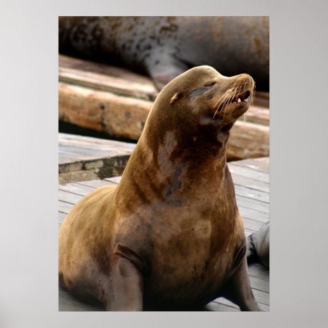 Sea Lion Print Poster (Vorne)