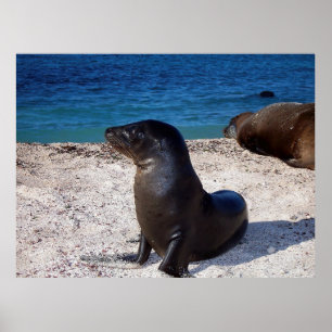 Sea Lion Pup Poster