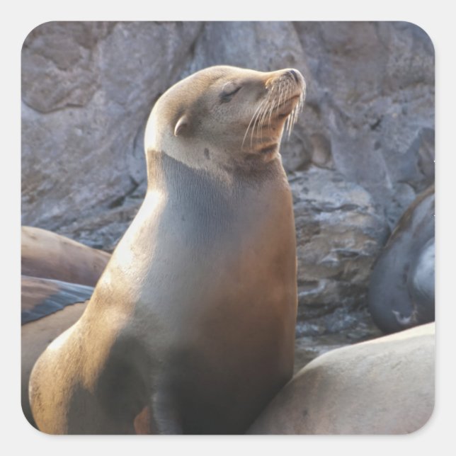 Sea Lion Quadratischer Aufkleber (Vorderseite)