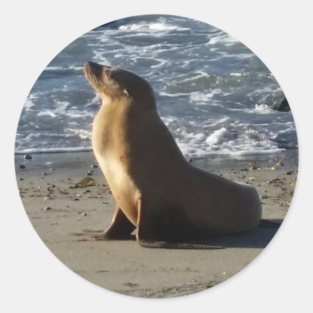 Sea Lion Sticker (Vorderseite)
