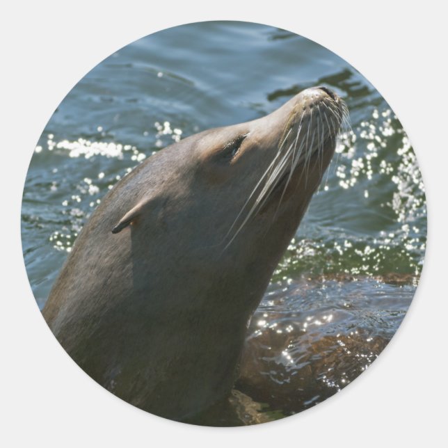 Sea Lion Stickers (Vorderseite)