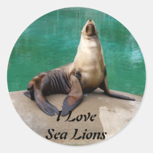 Sea Lion Stickers