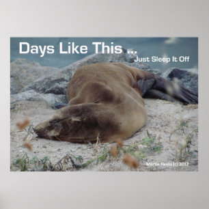 Sea Lion - Tage wie diese - Poster