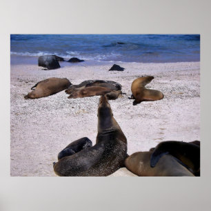 Sea Lion Yogo Poster