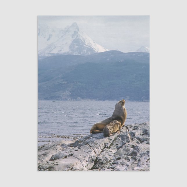 Sea lions in beagle channel - Argentina Seidenpapier (Von Creator hochgeladen)