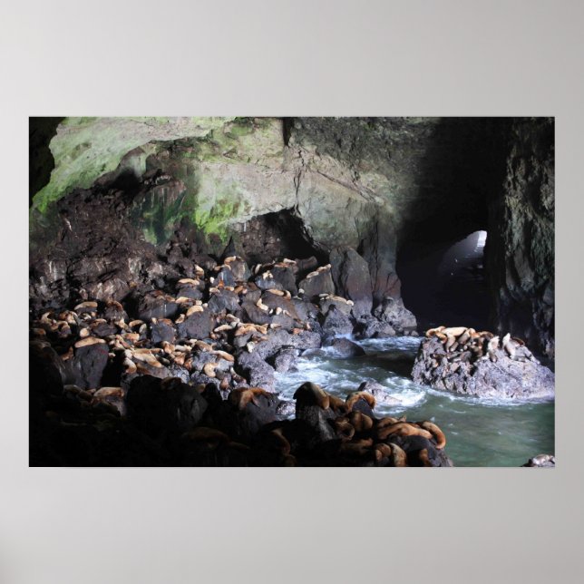Sea Lions in Cave Print Poster (Vorne)