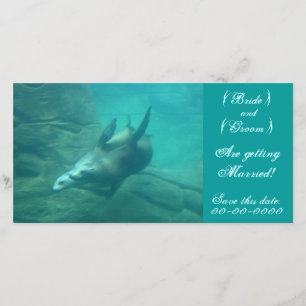 Sea Lions individuell Gerettet Dieses Datum Fotoka Save The Date