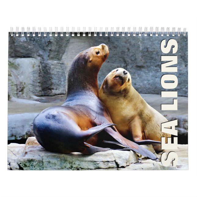 Sea Lions Wall Calendar Kalender (Titelbild)
