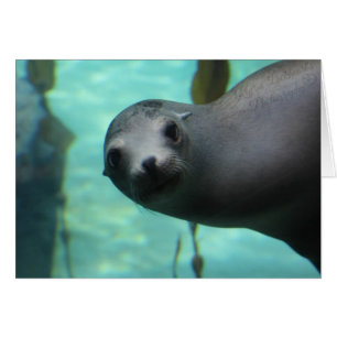 Sea Löwe Hi