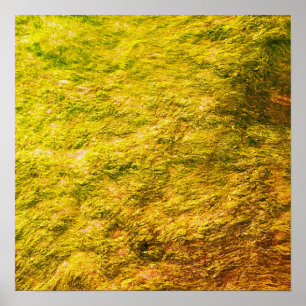 Sea Moss Abstrakt Golden Yellow Green Künstlerisch Poster