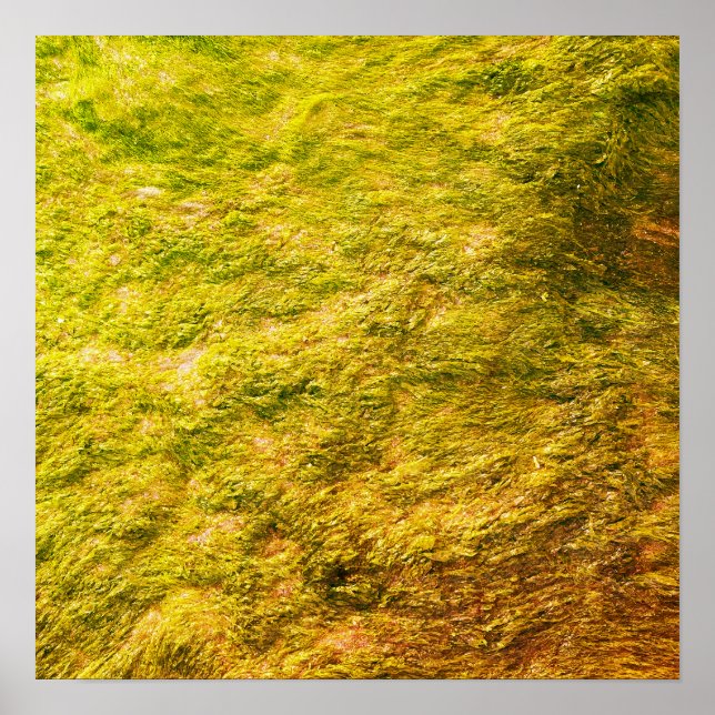 Sea Moss Abstrakt Golden Yellow Green Künstlerisch Poster (Vorne)